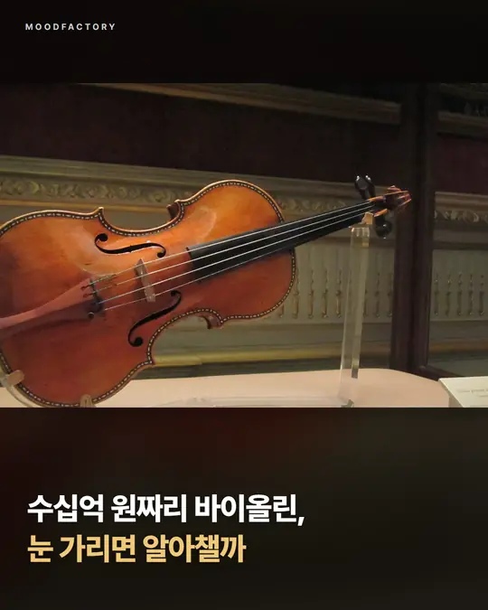 진열된 스트라디바리우스 바이올린 사진 위에 제목 ‘수십억 원짜리 바이올린, 눈 가리면 알아챌까’